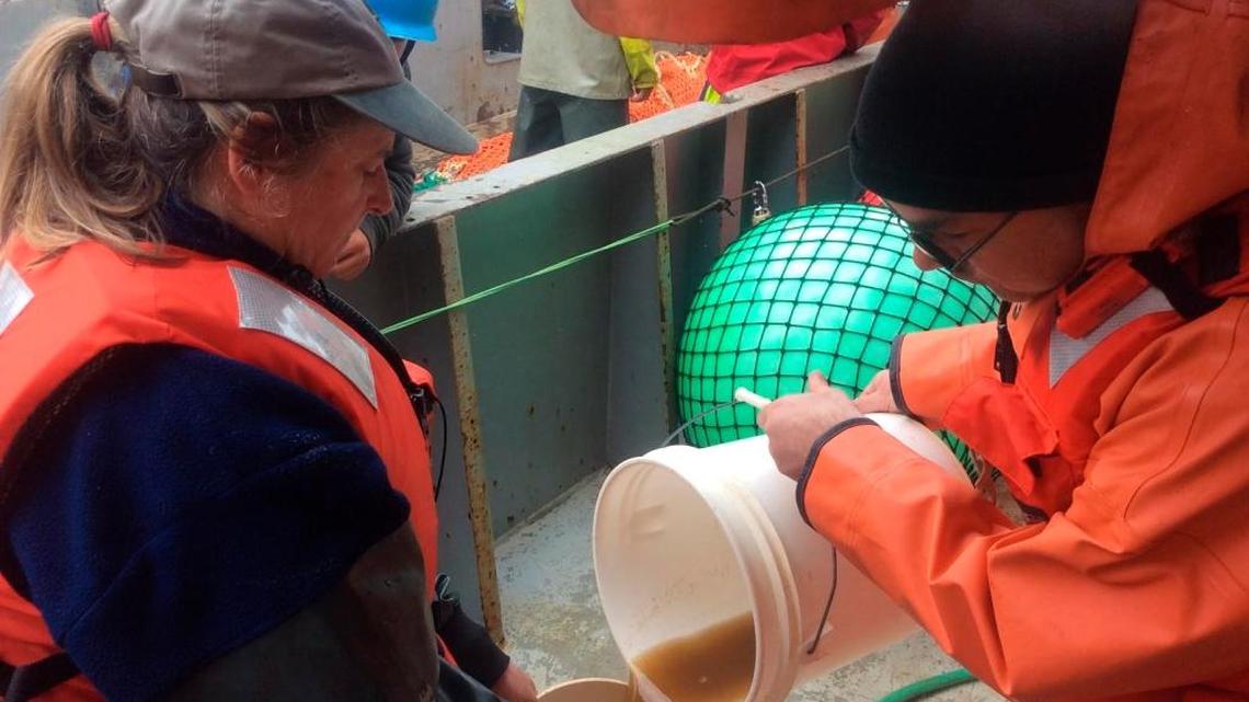 FILE - In this undated file photo provided by NOAA Fisheries, NOAA researchers pour a sample of sea water containing a brownish toxic algae into a jar aboard a research vessel off the Washington Coast. A new study finds that unusually warm Pacific Ocean temperatures helped cause a massive toxic algae bloom last year that closed lucrative fisheries from California to British Columbia and disrupted marine life from seabirds to sea lions, Thursday, Sept. 29, 2016. Scientists linked the patch of warm ocean water, nicknamed the “blob,” to the vast ribbon of toxic algae that flourished in 2015.