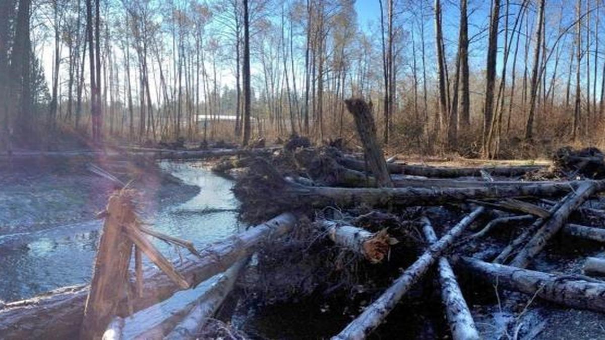 A project to reroute Squalicum Creek away from Sunset Pond in order to improve water quality and habitat has been named project of the year by the American Public Works Association.