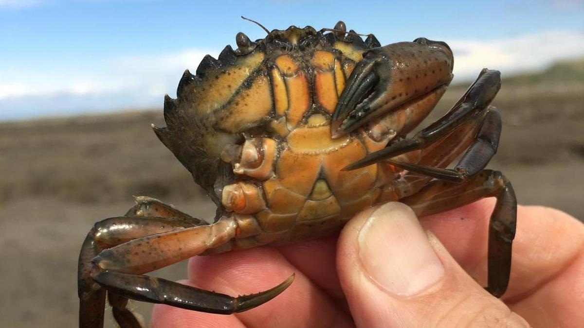European green crab have been found in Skagit County’s Padilla Bay and pose a threat to native marine life in the region.