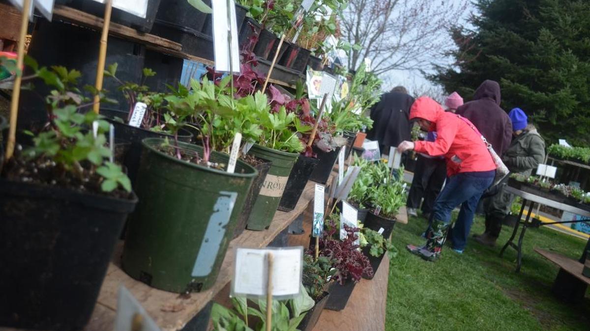 Gardeners browse the annual native plant sale at Whatcom Community College in 2014.
