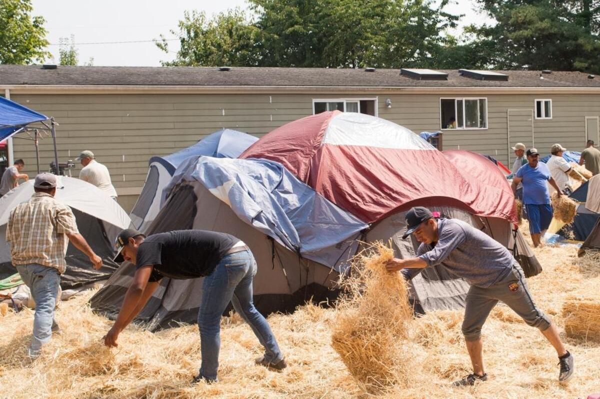 Farmworkers spread hay on the ground between tents at their camp on Friday, Aug. 11, near Sumas.