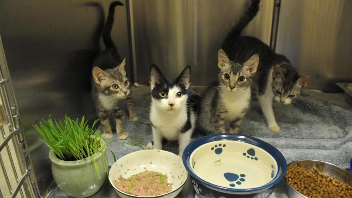 Kittens, such as these that were kept together at the Whatcom Humane Society, usually are easier to introduce to other cats than a cat who has been the sole animal in a household.