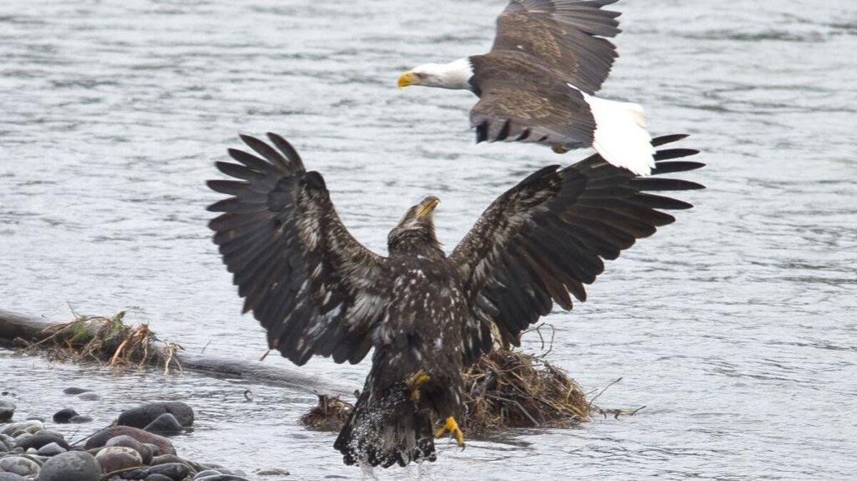 Eagles feast on dead salmon on the Nooksack River near Deming on Monday, Jan. 25, 2015.