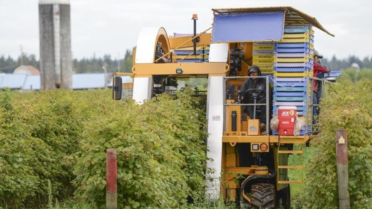 A raspberry harvester works in field on Birch Bay-Lynden Road west of Lynden, Wednesday, July 13, 2016. It was a record year for the raspberry harvest in Whatcom County, with more than 75 million pounds collected this year. That’s nearly 7 million more pounds than the previous record.