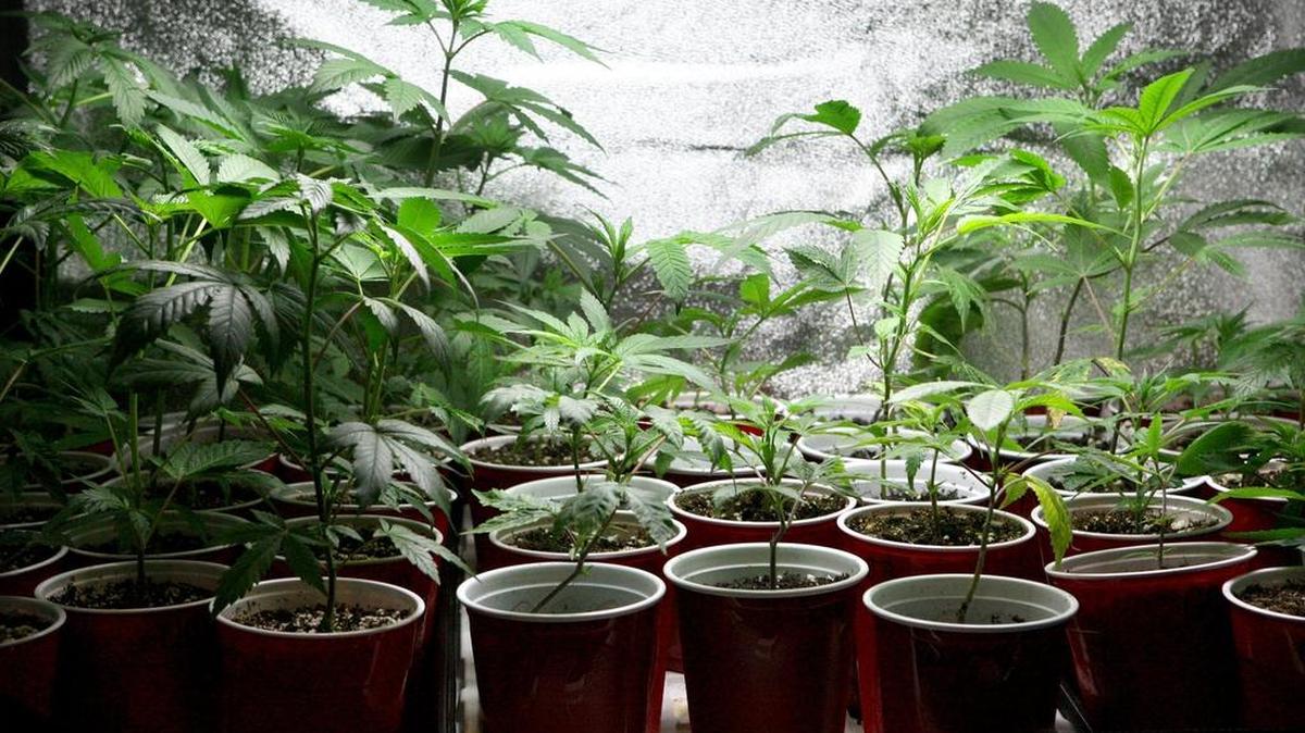 
Under new state rules, cannabis growers and processors will have an incentive to avoid pesticides and improve product labeling. 
