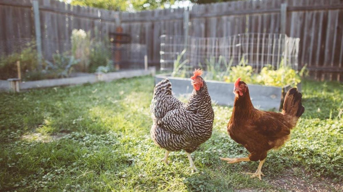 Two urban chickens waiting to get fed in a backyard.