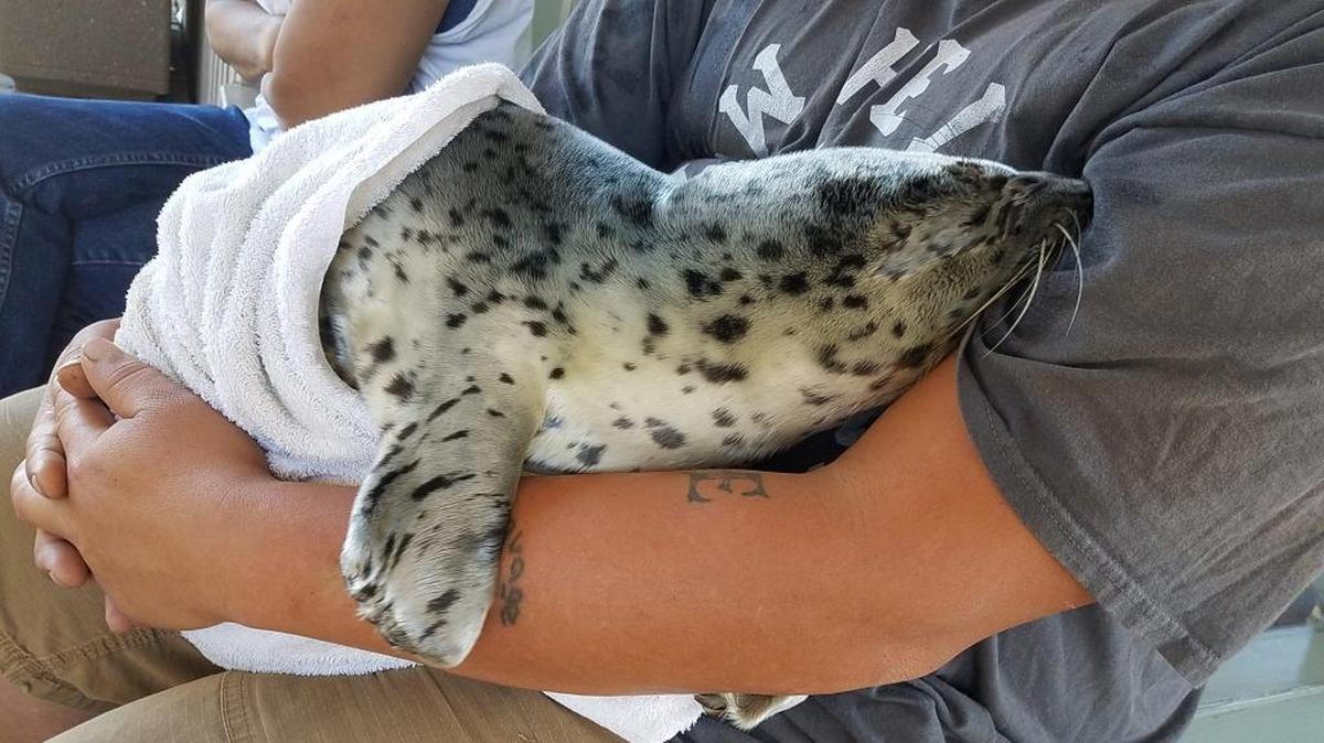 A harbor seal pup, estimated at less than 2 weeks old, was brought to the Marine Life Center at the Port of Bellingham on Sunday.
