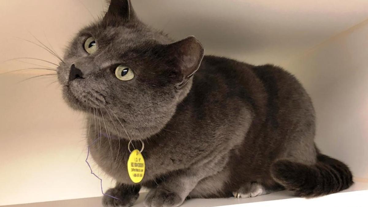 12 Strays of Christmas: Benny waiting for adults to share his affection