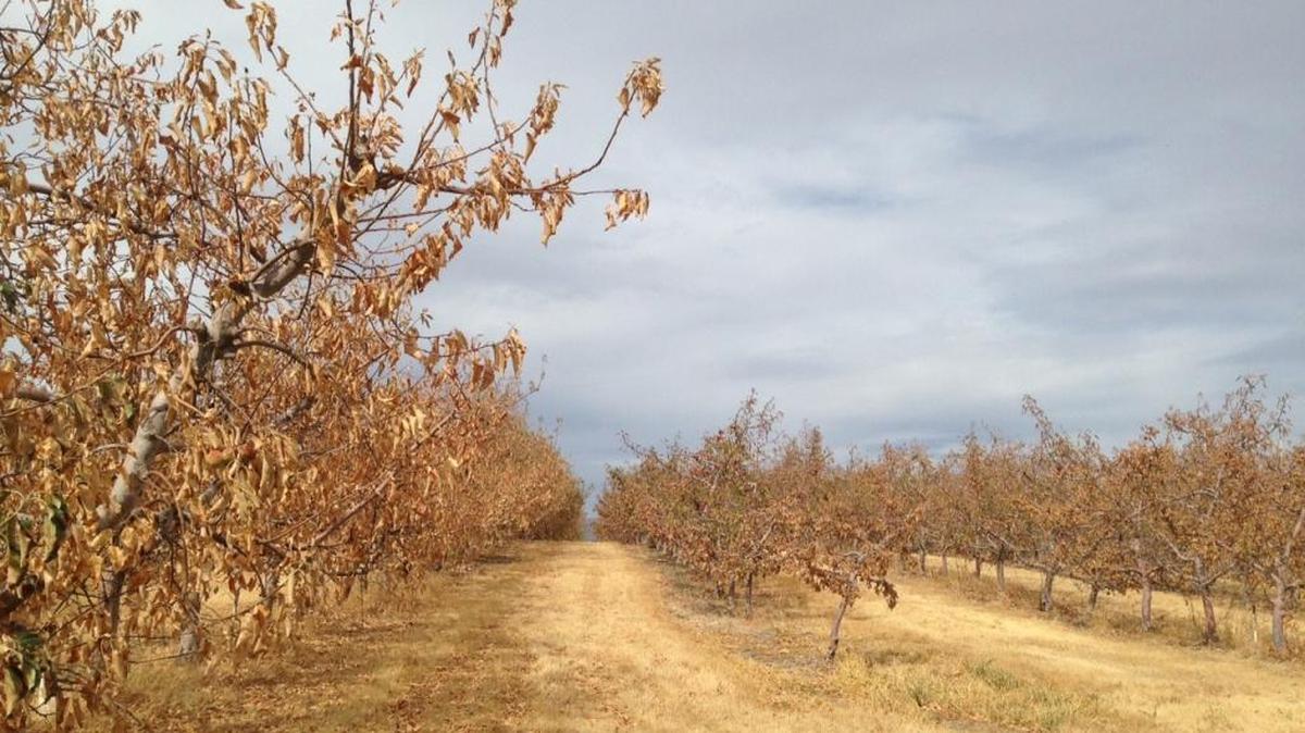 
Apple trees are dry and brittle because of lack of water at this orchard near Prosser in Benton County in this September 2015 photo. Despite recent rains and cooler temperatures, the state’s 2015 drought isn’t over yet.
