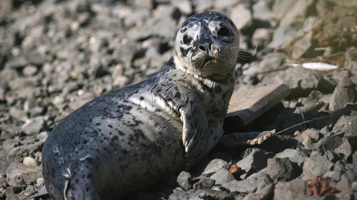 See a stranded seal in Washington? A beached whale? What to do and who to call