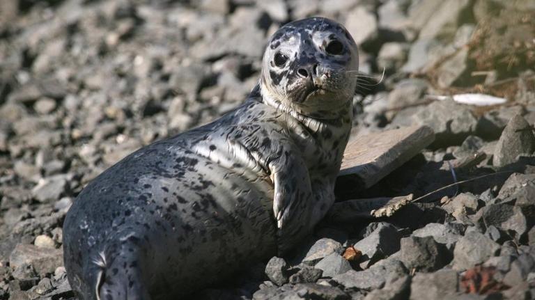 See a stranded seal in Washington? A beached whale? What to do and who to call