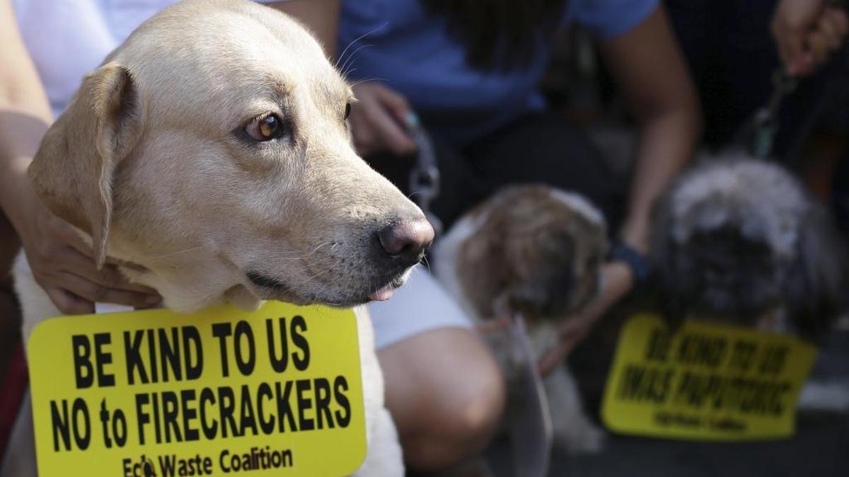A dog wears a sign at a rally against firecrackers and fireworks during New Year revelries in Manila, Philippines, on Dec. 29, 2013. Pet owners can take steps to make sure their pets are safe and kept as calm as possible during holiday fireworks, which often traumatize animals.