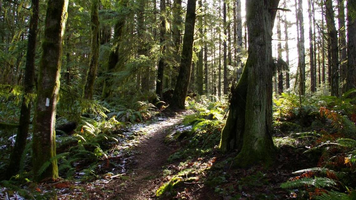 A view of Blanchard Working Forest mid-way up Max’s Shortcut Trail, which goes up Blanchard Mountain for access to Oyster Dome at the top, on Feb. 2, 2016. Hundreds of forested acres at the top of the mountain could be taken out of protected status and logged unless the Legislature fully pays for conservation of a 1,600-acre core.