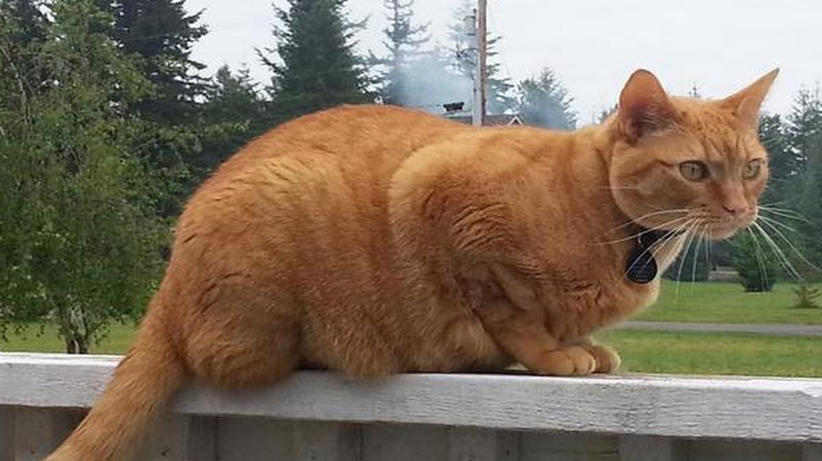 
Chester Cheeto was shot while roaming outside a home on Conifer Drive north of Ferndale on July 20. Who shot him remains unknown. Chester had to be euthanized because of his injuries.
