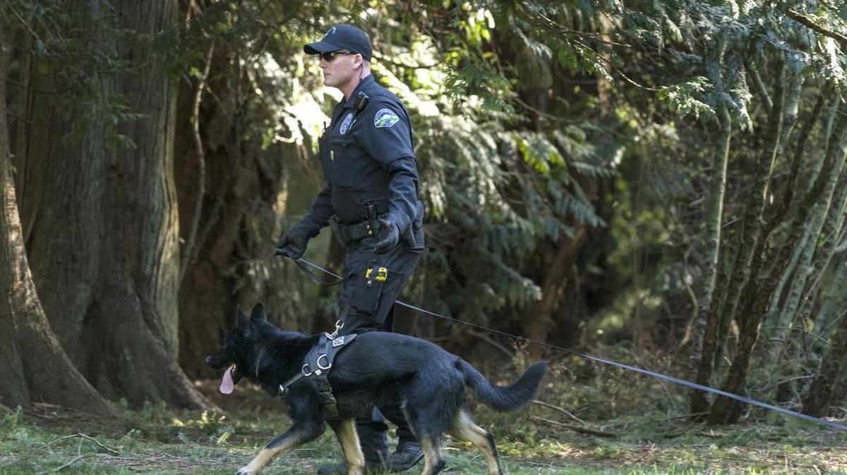 A Bellingham police officer and a police dog comb Cornwall Park Wednesday afternoon, March 16, after a man walking a trail was stabbed in the abdomen.