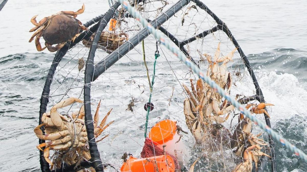 
A legal crab pot is pulled from the water on Sept. 15, 2015, near Cherry Point. Two days later the state Department of Fish and Wildlife, with the help of Tulalip Police, began pulling nearly 700 illegal crab pots from the waters between Point Roberts and Peace Arch State Park. Most of the pots are believed to belong to Canadians illegally fishing U.S. waters.
