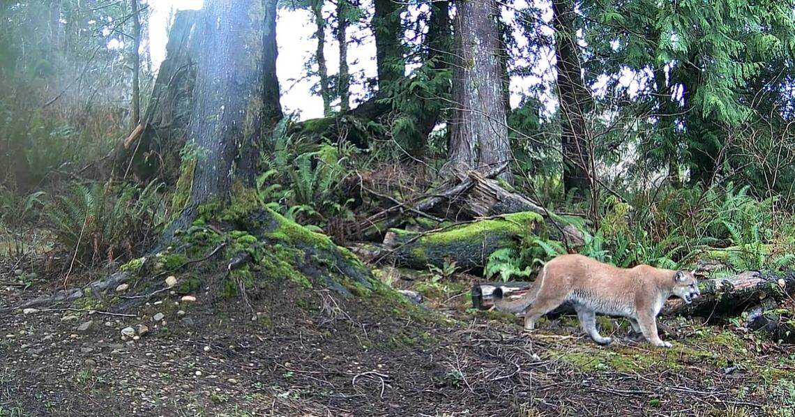A screenshot from video taken by a trail camera shows a cougar walking near the Galbraith Mountain parking lot along Samish Way outside Bellingham on Jan. 13.
