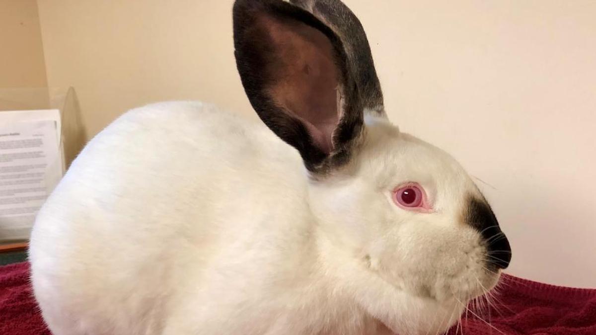12 Strays of Christmas: Tofu hoping for ‘somebunny’ to love her, and her sister