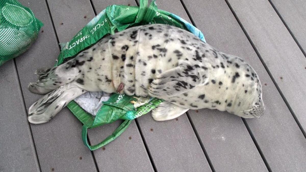 A baby seal is seen lying across a shopping tote used to carry it off a beach in Westport, Wash., in May. State wildlife officials had to euthanize the harbor seal pup after it was determined to be unresponsive and lethargic.