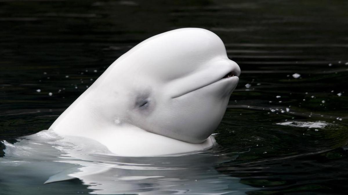 Aurora, a 30-year-old beluga, died at the Vancouver Aquarium on Nov. 25, 2016 – nine days after her calf, Qila died. Qila was the first beluga whale conceived and born in captivity at a Canadian aquarium.