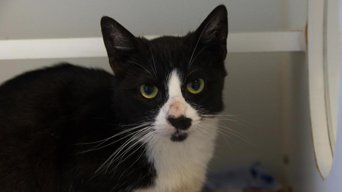 12 Strays of Christmas: Diana the cat is ready to be your princess