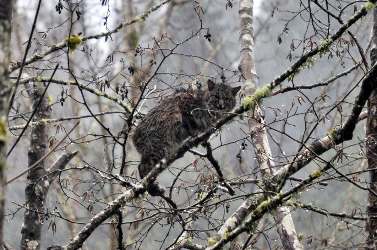 Lindsey Bavaro of Bellingham took this photo of a bobcat in a tree near her parents’ Sudden Valley home in 2018.