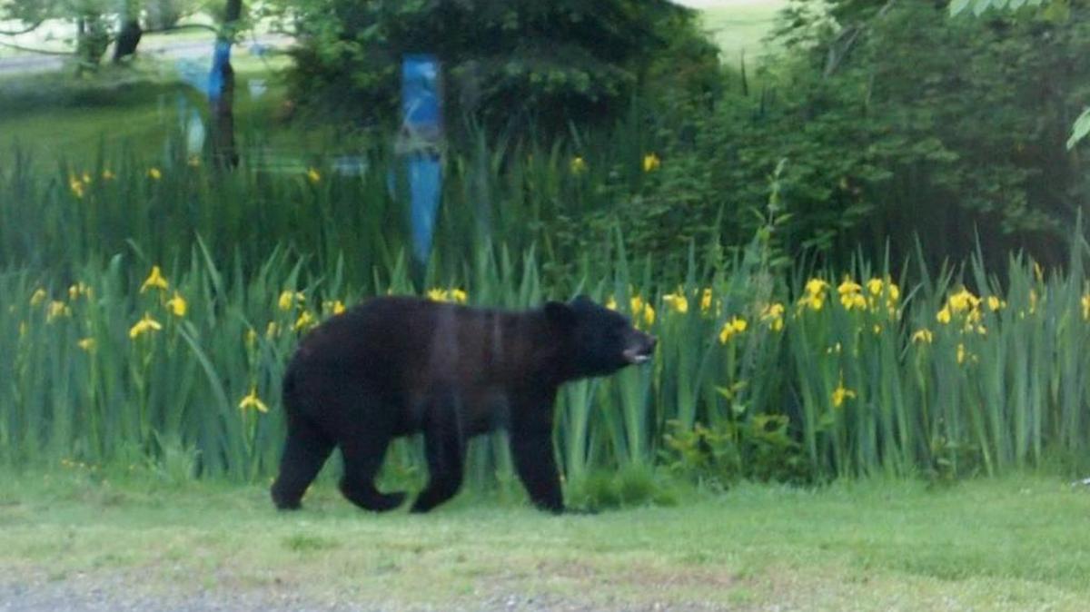 Herald reader Shaaron Coleman photographed this juvenile black bear in her yard near Lake Terrell on Tuesday, May 10, 2016. The bear knocked down a wood duck nest.