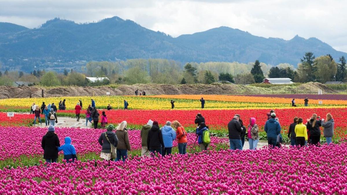 Skagit Valley Tulip Festival attendees walk through various varieties of blooms Friday, April 14, at Roozengaarde in Mount Vernon, Wash.