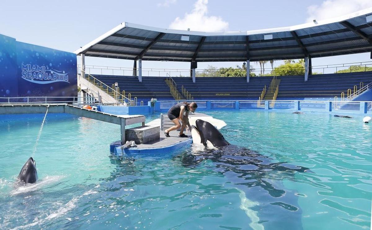 Miami Seaquarium manager of animal training Marni Wood working with Lolita the killer whale at the Miami Seaquairum on Wednesday, August 30, 2017, in Key Biscayne.