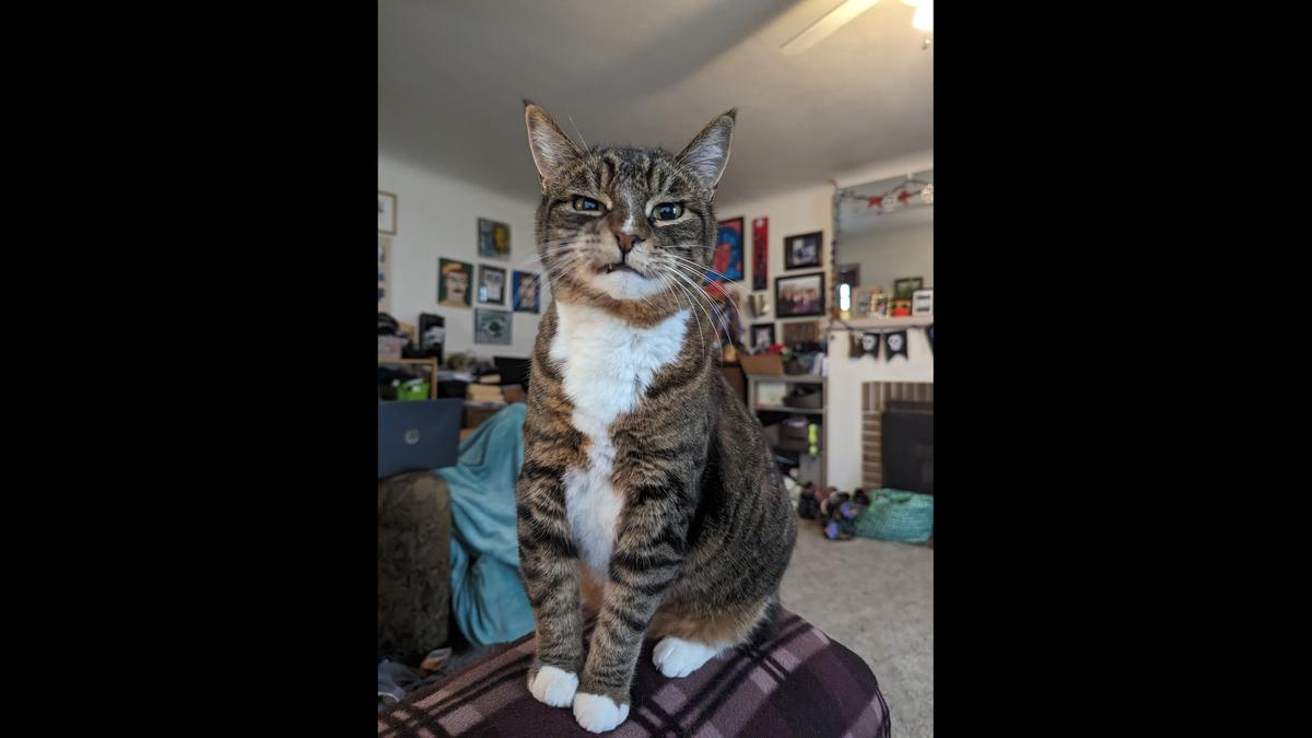 Icarus Bon Jovi Smith was voted the Bellingham area’s cutest cat in 2025.