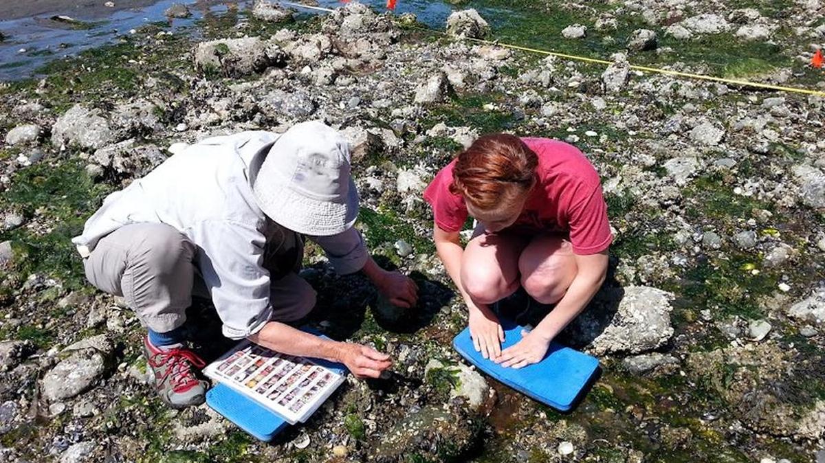 Volunteer “citizen scientists” conduct research on the beach at Birch Bay in 2014.