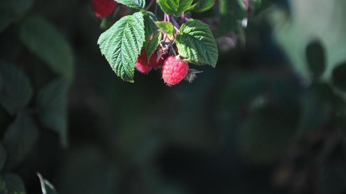 Raspberries in a field in Whatcom County