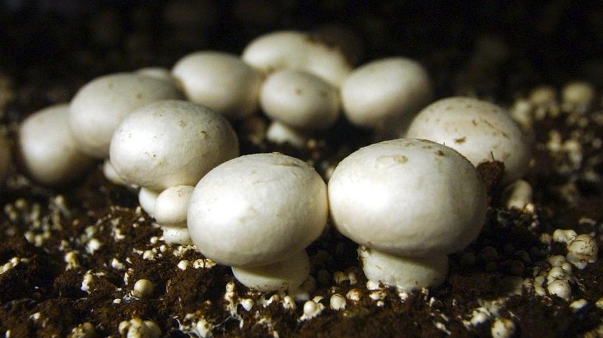 Mushrooms at an Ostrom farm in Lacey. Ostrom Mushroom Farms, a family-owned company headquartered in Olympia, announced Thursday it will phase out operations at it 60-acre farm near Everson.