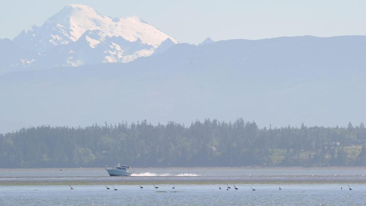 A boat goes past herons feeding on Padilla Bay looking east across the bay. Scientists from the Padilla Bay reserve and elsewhere participated in the Salish Sea Ecosystem Conference in Seattle last month to discuss recent findings, ongoing research and challenges in understanding and protecting the Salish Sea.