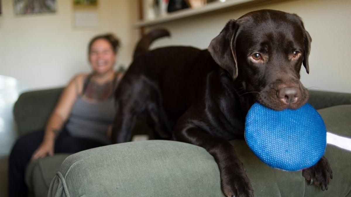 Alexa Kok plays with her chocolate lab in her apartment on Thursday, Aug. 17, in Bellingham.
