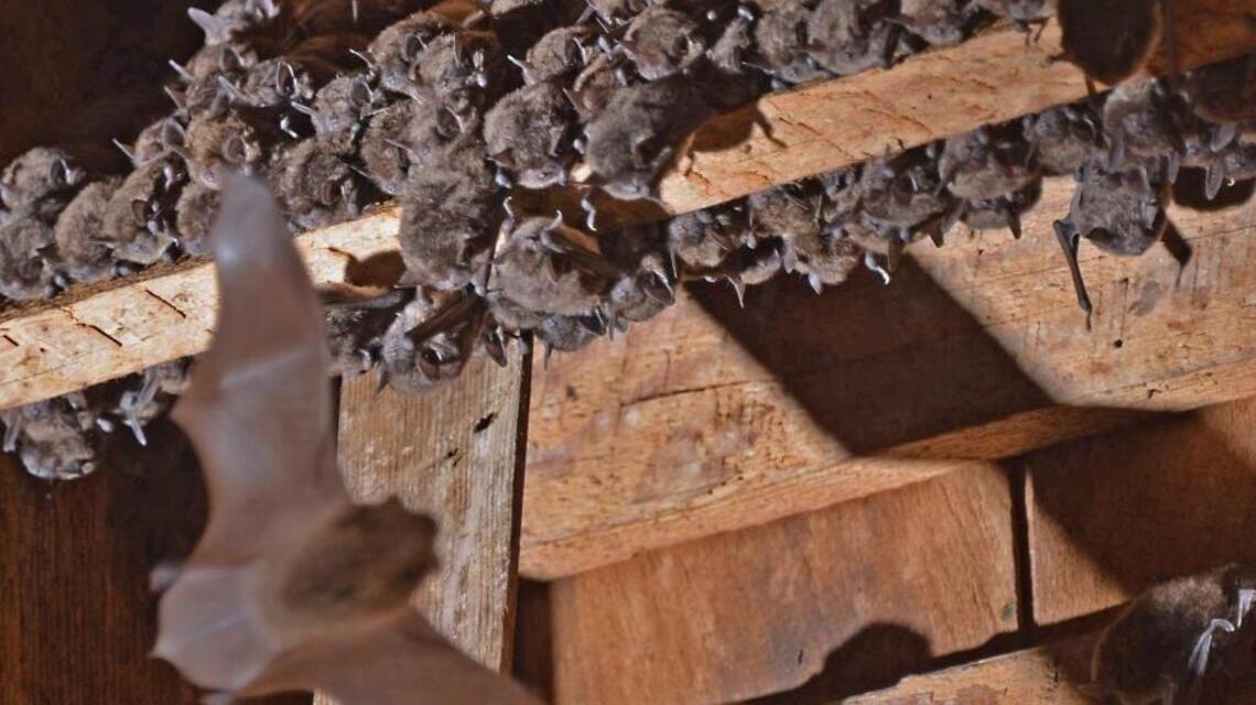 Whatcom County bats test positive for rabies. How to stay safe