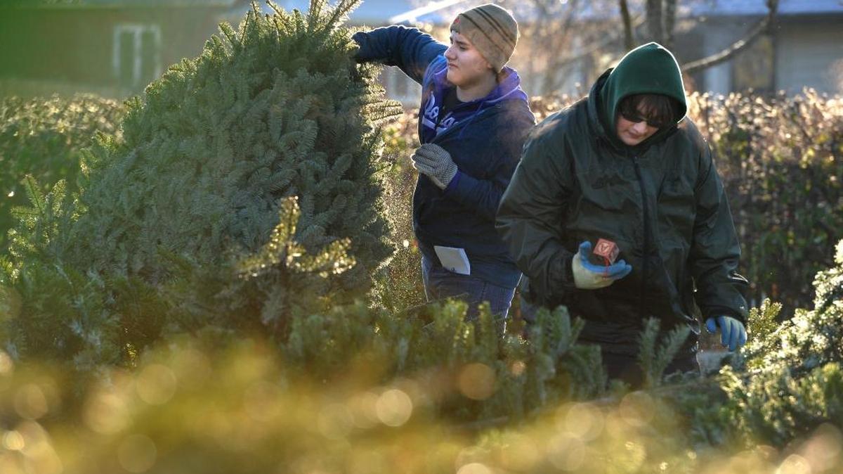 Boy Scout Tulley Williams, right, looks at an ornament he found in a tree as he and Connor Urcuyo stack Christmas trees in the side parking lot at the Haggen store on Meridian Street on Jan. 4, 2014, in Bellingham. This year’s tree pickup is Saturday, Jan. 9.