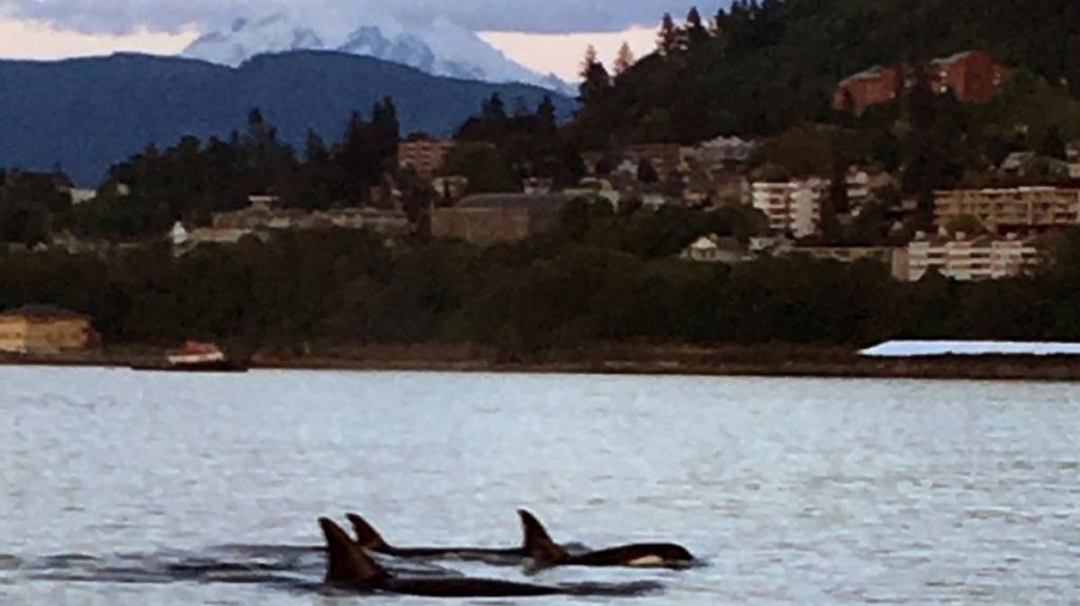 Josh Marshall was on his sailboat with friends Monday night, May 2, when they spotted a pod of orcas in Bellingham Bay.