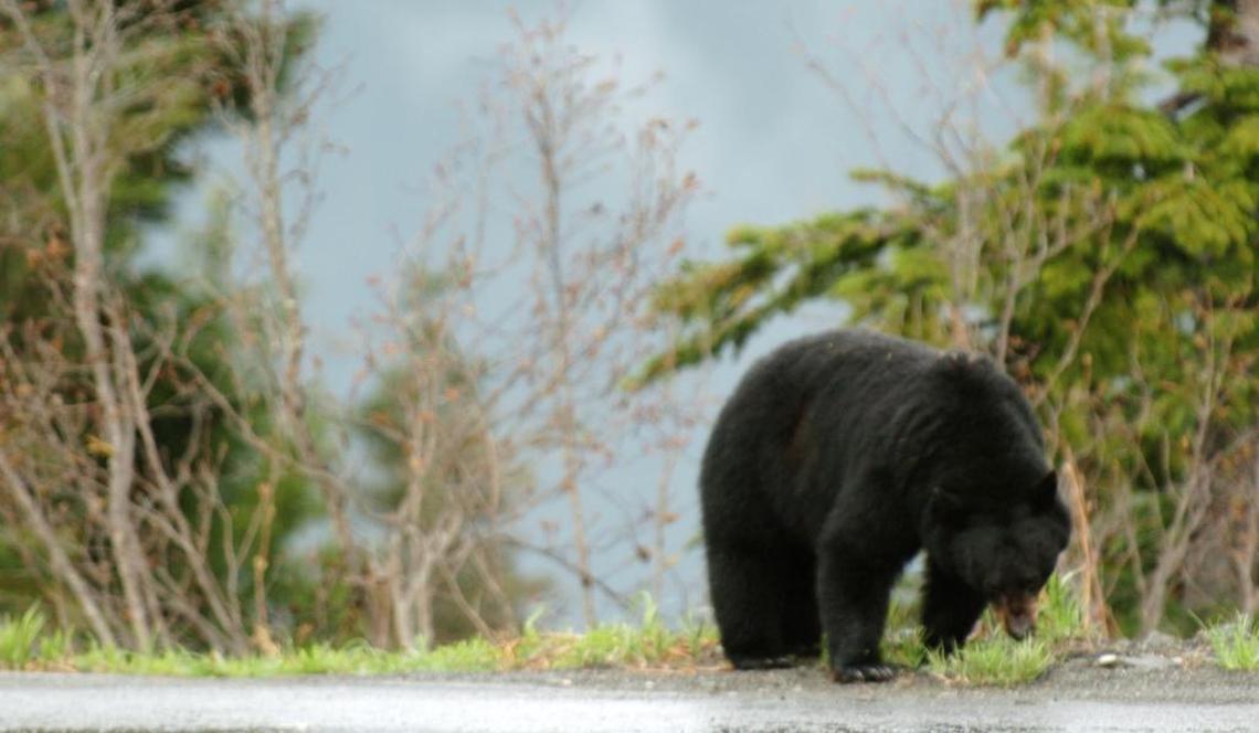 A black bear is seen near Mt. Baker Ski Area in May 2007.