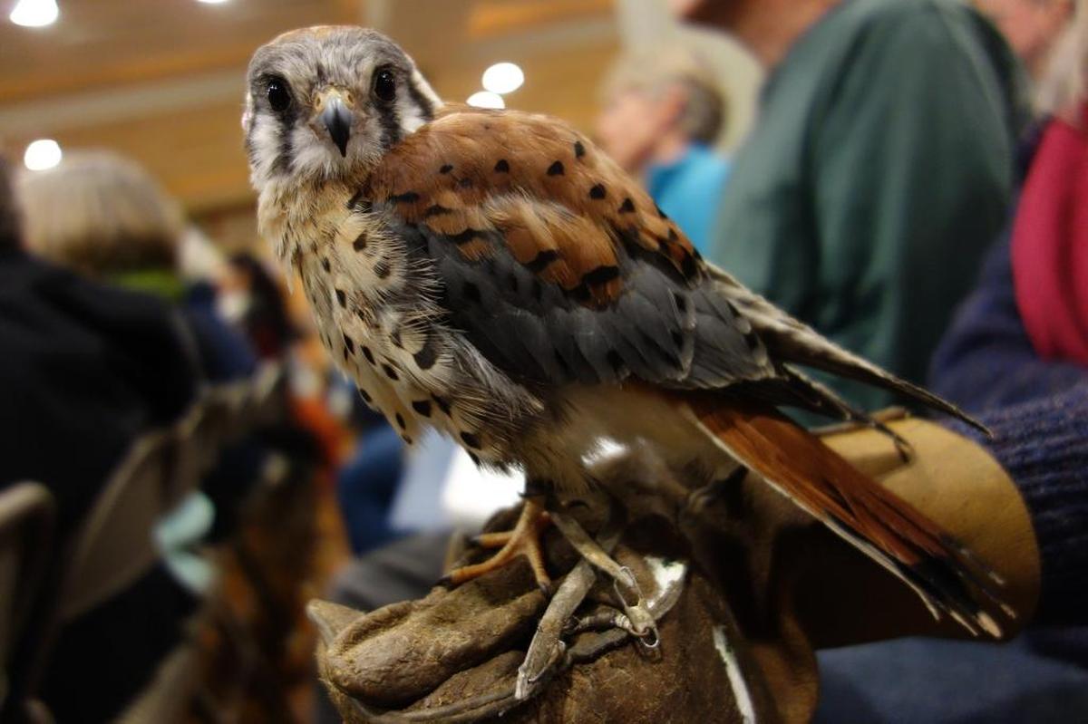 See birds of prey such as this kestrel up close during the free Hunters of the Sky presentation 7 p.m. Saturday, Sept. 5, in the Wildlife Theatre in the upper day use area of Birch Bay State Park.