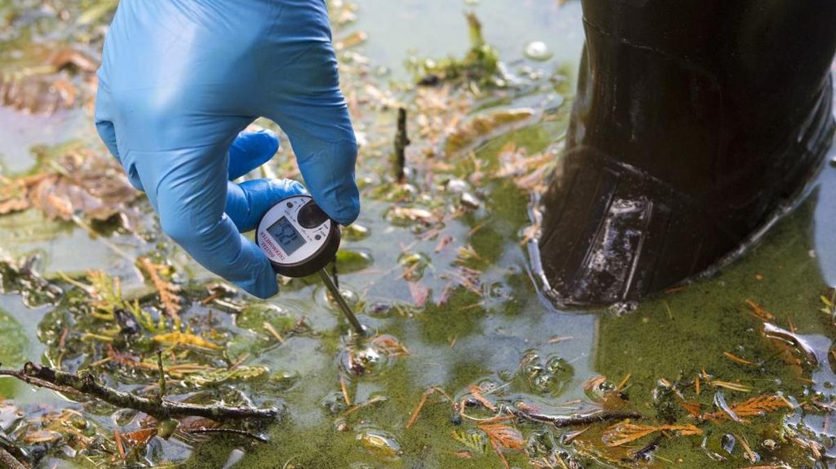Department of Ecology Water Quality Engineer Steve Hood uses a thermometer to check water temperature at Toad Lake on Sept. 2. Recent tests show toxic algae has dropped to safe levels.