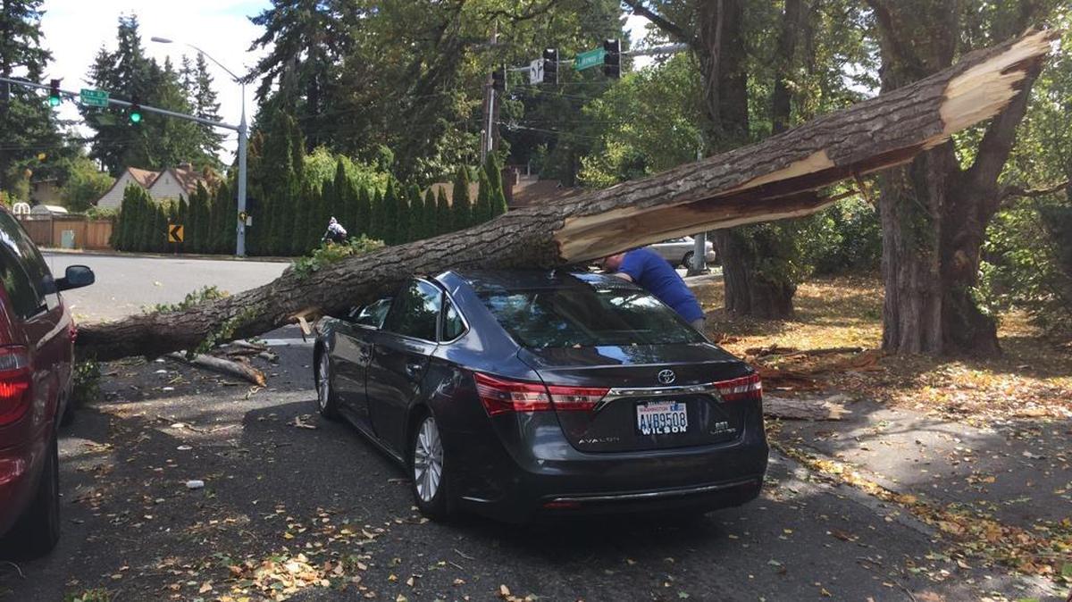 
A tree fell on a car at Lakeway and Woburn streets in Bellingham during high winds Saturday, Aug. 29. The driver was briefly trapped. 
