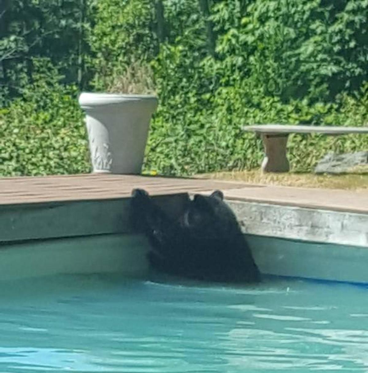 A bear, believed to be the same adolescent bruin that has been nicknamed Barkley Bear and is known for raiding bird feeders across northeast Bellingham neighborhoods for the better part of the past two months, takes a swim in a pool at Christine Palmerton’s Bellingham home in July 2017.