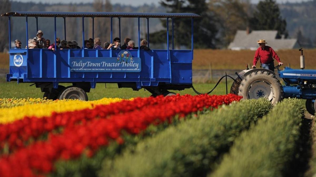 A tractor pulls a wagon of visitors around Tulip Town during the Skagit Valley Tulip Festival.