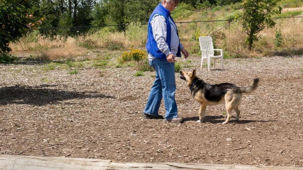 Bellingham resident Karin Henson plays with her dog Harper at Squalicum Creek Park on Friday, July 8, 2016.