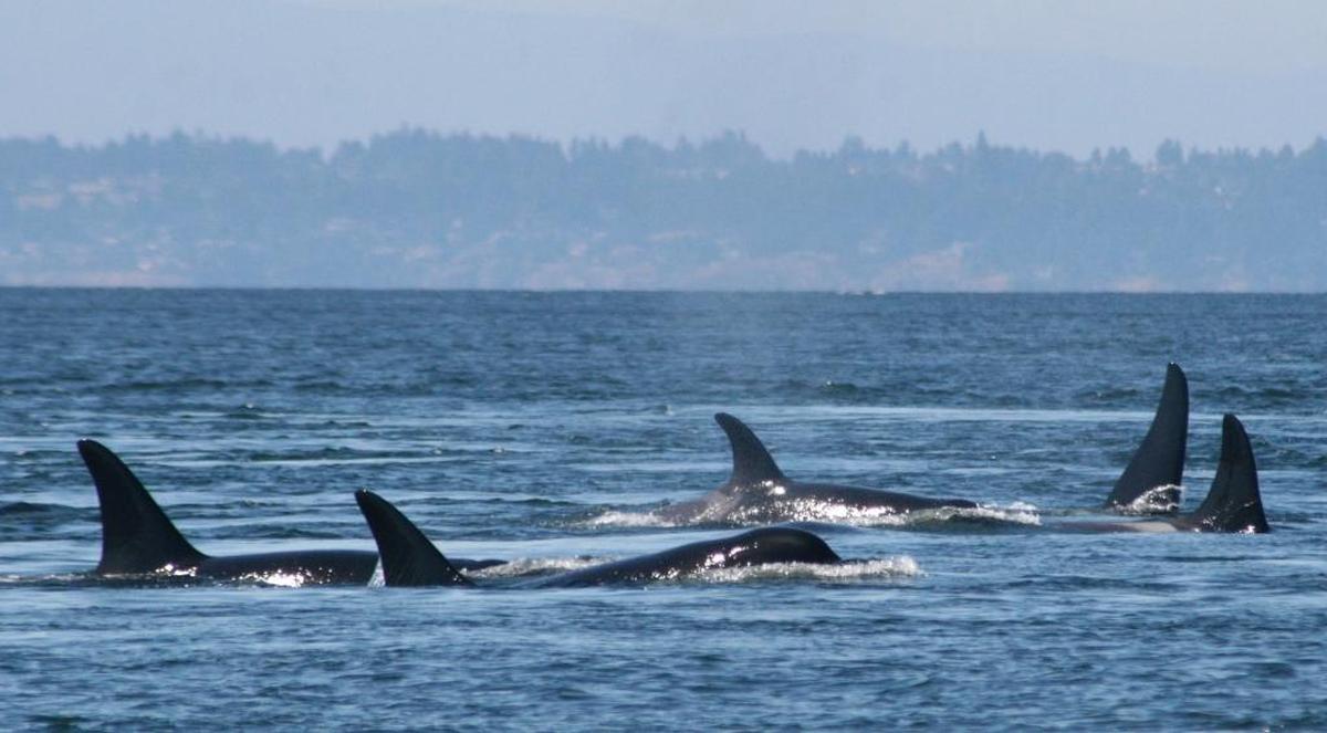 In this undated photo provided by the University of Washington, Southern resident killer whales swim off the coast of San Juan Island, Wash. A new study to be published Thursday, June 29, 2017, says that the small population of endangered Puget Sound orcas are having pregnancy problems due to stress from not getting enough salmon to eat.