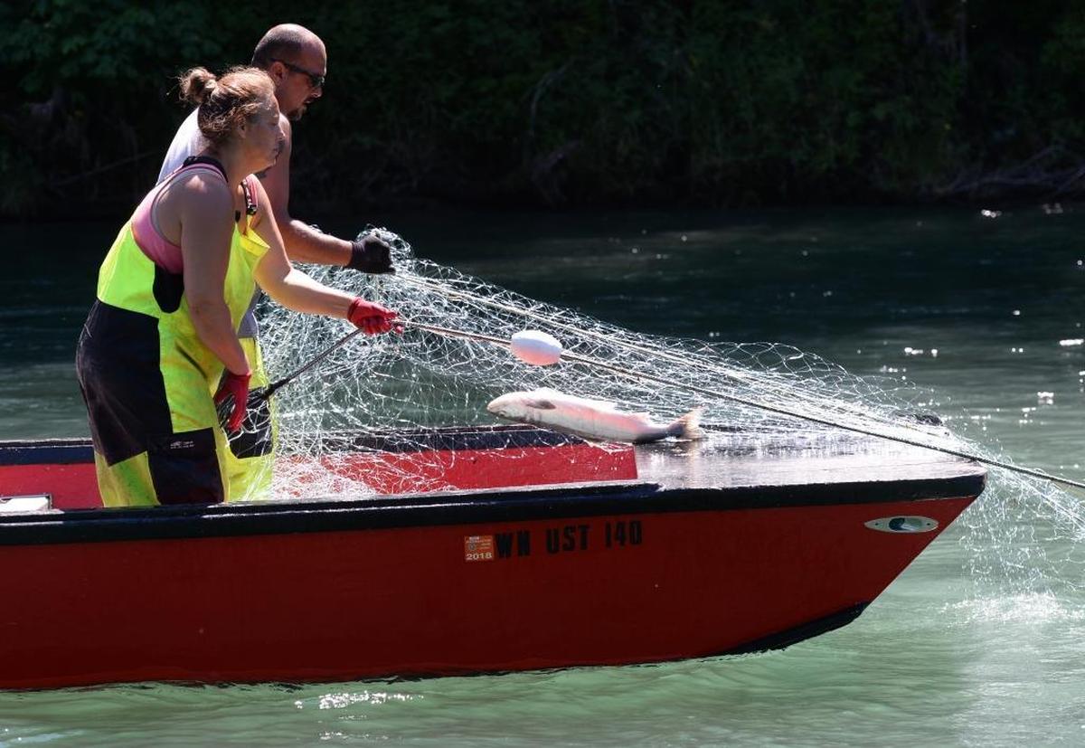 Upper Skagit tribal fishers Lee Washington and his wife Jennifer Washington set their gillnets for sockeye salmon on the Baker River near the town of Concrete, Washington, July 5, 2017. Jennifer Washington is the Upper Skagit tribe’s chairwoman.