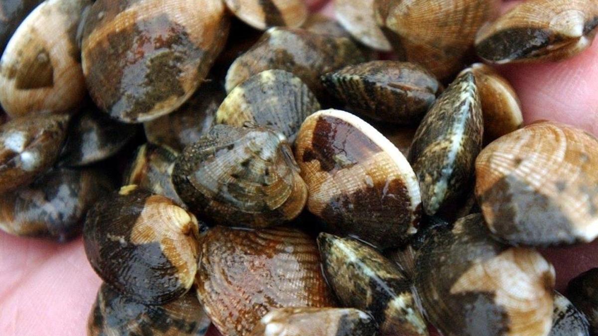 Clams and other shellfish should not be collected by recreational harvesters from Sandy Point north to the Canadian border because of high levels of a biotoxin that causes paralytic shellfish poisoning.
