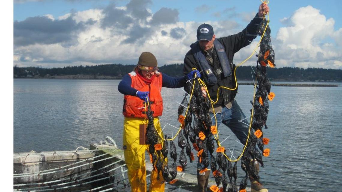 
Laurie Niewolny, state Fish and Wildlife biologist, and Tim Jones, manager at Penn Cove Shellfish, prepared Penn Cove mussels for a pilot project two years ago that looked at what contaminants were flowing from the land into Puget Sound with stormwater runoff. Another round of monitoring using mussels is starting this October 2015.
