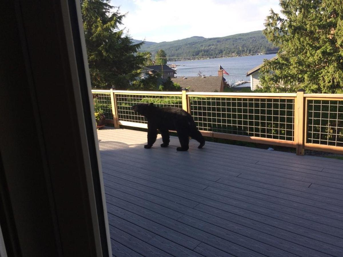 Dake Traphagen provided this photo of a young black bear roaming around the upstairs deck of his home near Lake Whatcom.